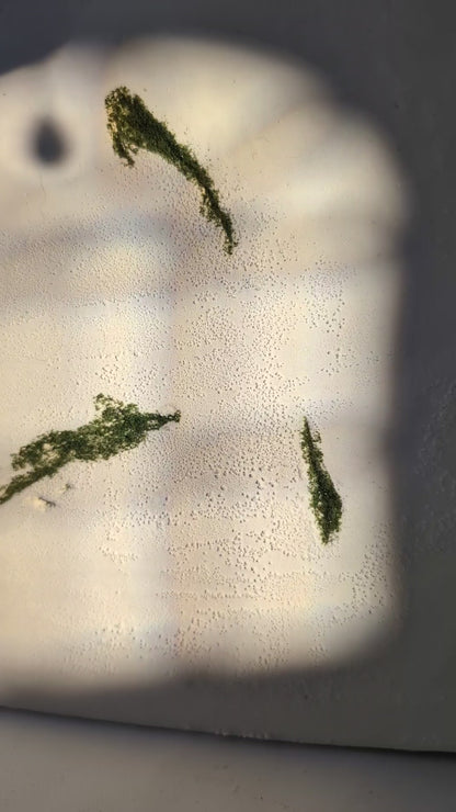 Astra Nautilus || Pearl Drop Earrings